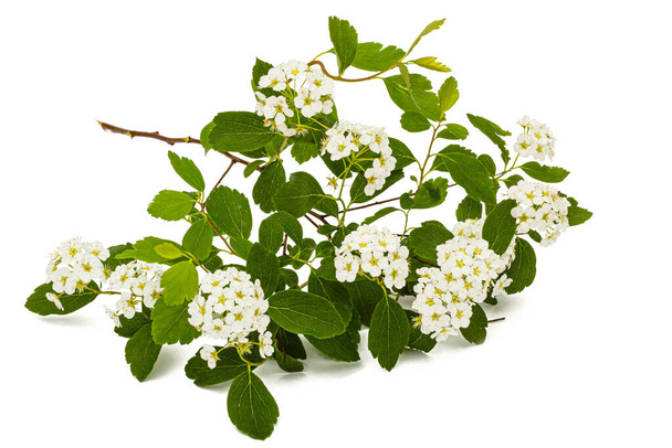 Квіти агути Spirea або вінок Brides, ізольовані на білому тлі. - Фото, зображення