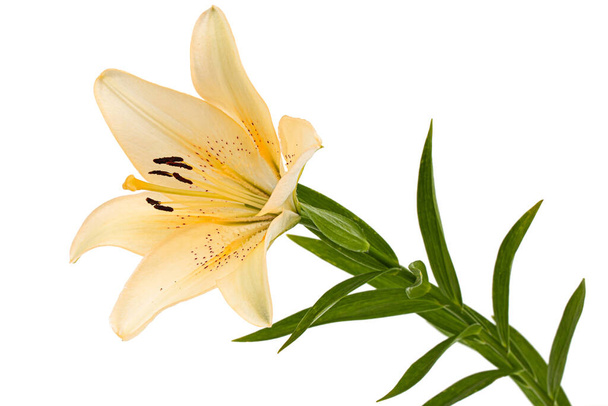 Flower of cream lily, isolated on white background - Photo, Image