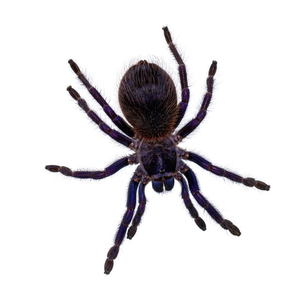 Vue de dessus de la tarentule bleue brésilienne alias araignée Pterinopelma sazimai. Isolé sur fond blanc. - Photo, image