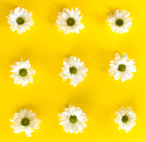 Ανθισμένα λευκά λουλούδια σε κίτρινο φόντο. Δημιουργική ελάχιστη σύνθεση. Επίπεδο μοτίβο ωοτοκίας. - Φωτογραφία, εικόνα
