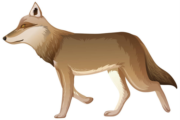 Um lobo no estilo dos desenhos animados isolado no fundo branco ilustração - Vetor, Imagem