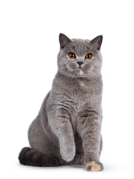 Impressionante azul tortie Britânico Shorthair gato, sentado de frente para a frente com uma pata brincalhão no ar. Olhando para a câmera com incríveis olhos laranja. Isolado sobre fundo branco. - Foto, Imagem