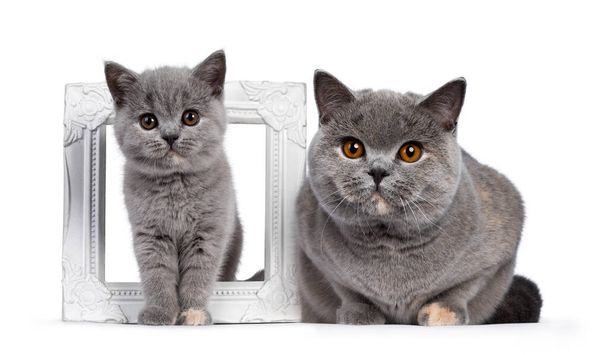 Впечатляющий взрослый голубой черепаховый кот British Shorthair, лежащий рядом с фоторамкой с маленьким котенком, стоящим через нее. Смотря в сторону камеры удивительными оранжевыми глазами. Изолированный на белом фоне. - Фото, изображение