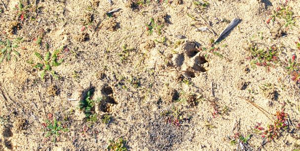 Ίβηρες πατημασιές λύγκας στην ξηρά στο Εθνικό Πάρκο Donana, el Rocio, Ανδαλουσία, Ισπανία - Φωτογραφία, εικόνα