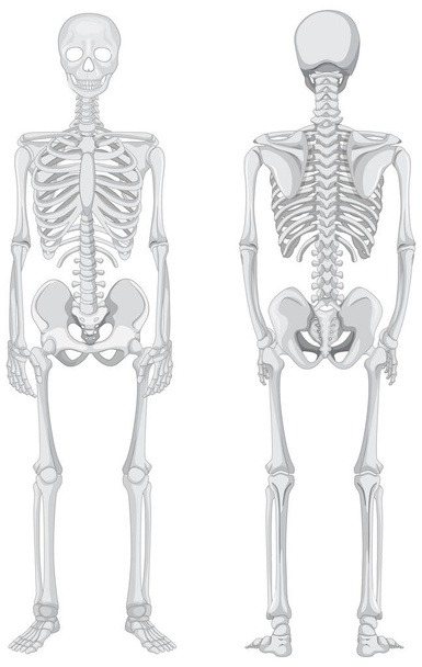 Вид спереди и сзади скелета изолирован на белом фоне - Вектор,изображение