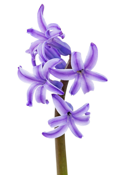 Fiori viola di giacinto, isolati su sfondo bianco - Foto, immagini
