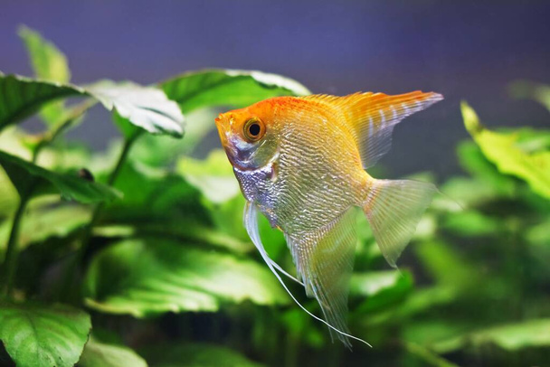 young, curious adult female angelfish, unusual artificial white and orange coloration of aqua trade breed, popular ornamental fish from South America blackwater - Photo, Image