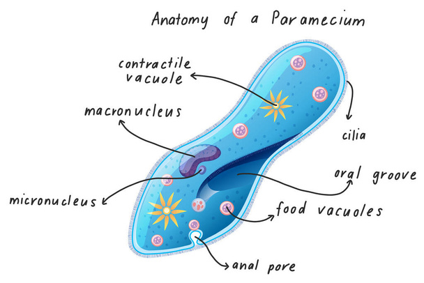 Anatomie ilustrace paramecia - Vektor, obrázek