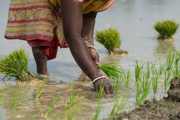 Çamurlu bir tarlada tarım için sari giyip küçük yeşil şirketler kuran bir kadın çiftçi. - Fotoğraf, Görsel