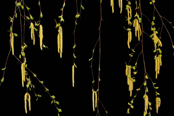 Młode gałązki brzozy z liśćmi i kolczykami, na czarnym tle - Zdjęcie, obraz