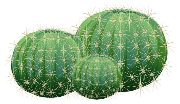 Barrel Cactus isolated on white background illustration - Vector, Image