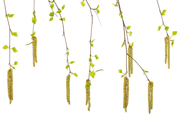 Молодые веточки березы с листьями и серьгами, на белом фоне - Фото, изображение