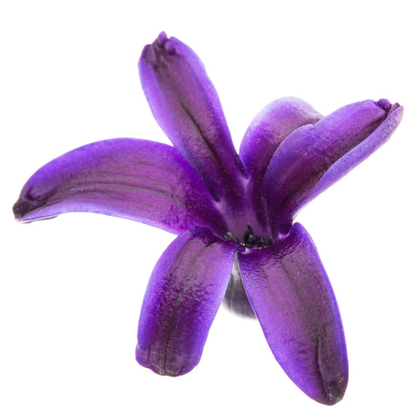 Fleur violette de jacinthe, isolée sur fond blanc - Photo, image