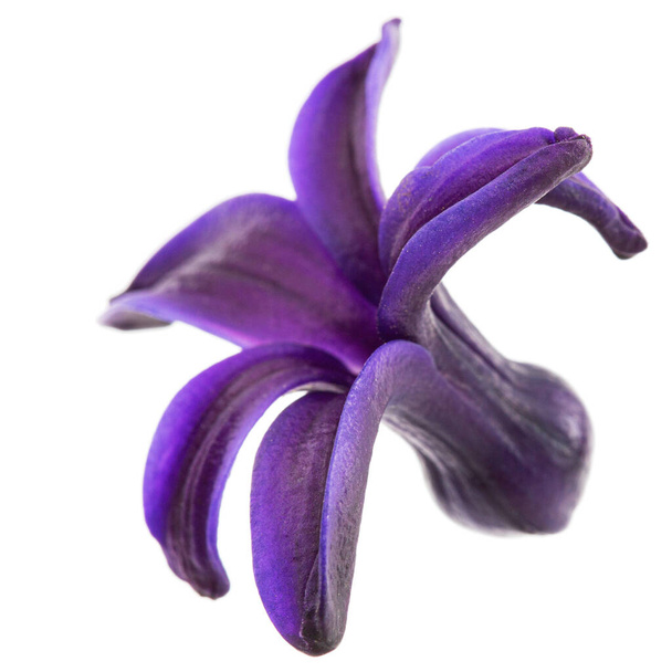 Violet flower of hyacinth, isolated on white background - Photo, Image