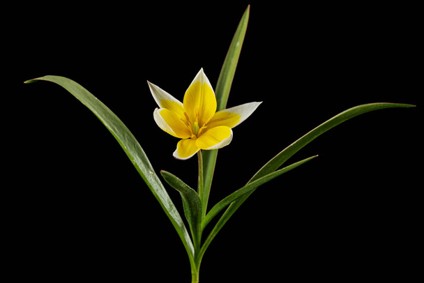 Flower of tulipa Tarda, botanical tulip, isolated on black background - Valokuva, kuva