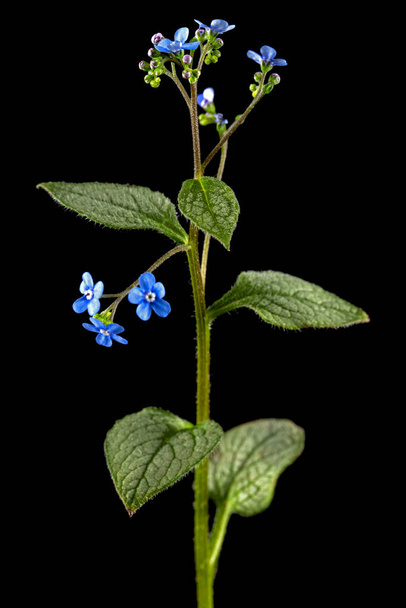 Kék virág barna, felejts-el-nem, myosotis, elszigetelt fekete alapon - Fotó, kép