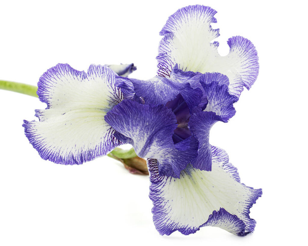 Sininen valkoinen raidallinen kukka iiris, eristetty valkoisella pohjalla - Valokuva, kuva