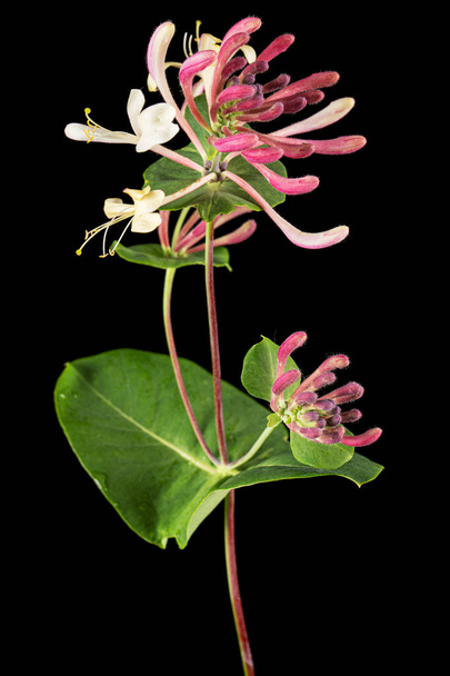 Flores de madressilva, lat. Lonicera caprifolium, isolado sobre fundo preto - Foto, Imagem