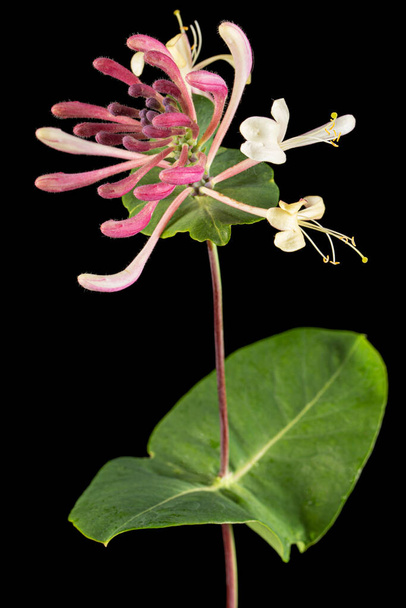 Цветы жимолости, лат. Lonicera caprifolium, выделенный на черном фоне - Фото, изображение