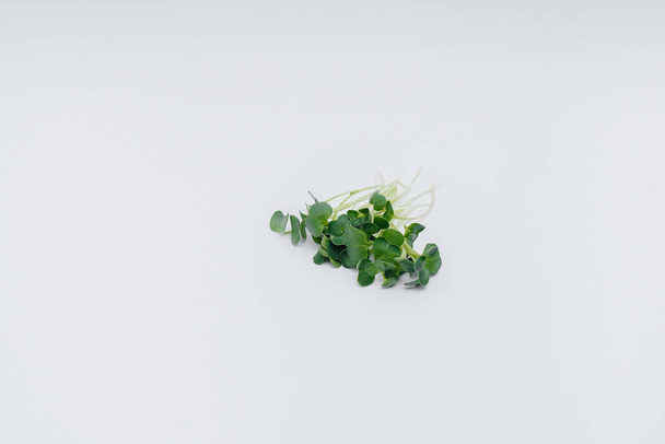 Micro-green sprouts close-up on a white background with free space. Healthy food and lifestyle - Fotografie, Obrázek