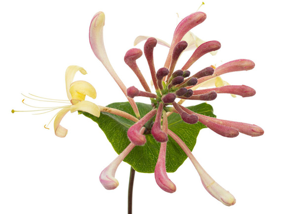 Hanımeli çiçekleri, Lat. Lonicera caprifolium, beyaz arkaplanda izole edilmiş. - Fotoğraf, Görsel