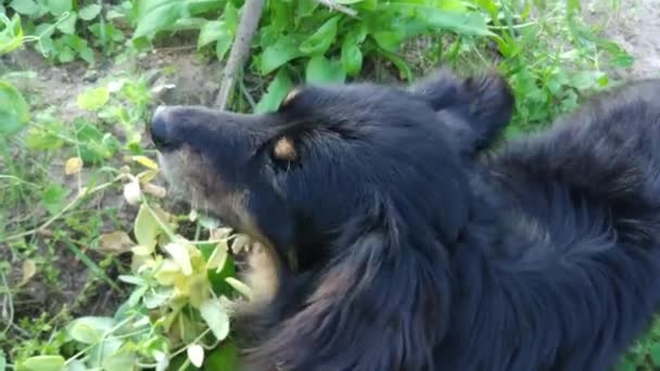 Cão preto comendo as ervilhas verdes crocantes. - Filmagem, Vídeo