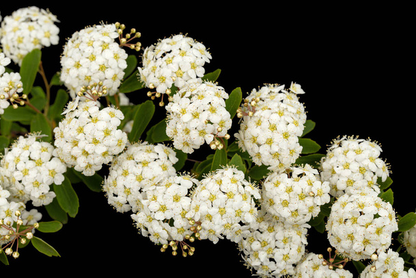 Λευκά λουλούδια από στεφάνι Spirea aguta ή Νύφες, απομονωμένα σε μαύρο φόντο - Φωτογραφία, εικόνα