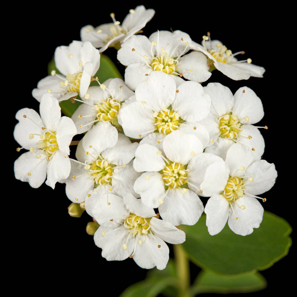 Witte bloemen van Spirea aguta of Brides krans, geïsoleerd op zwarte achtergrond - Foto, afbeelding