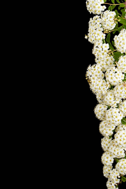 Λευκά λουλούδια από στεφάνι Spirea aguta ή Νύφες, απομονωμένα σε μαύρο φόντο - Φωτογραφία, εικόνα
