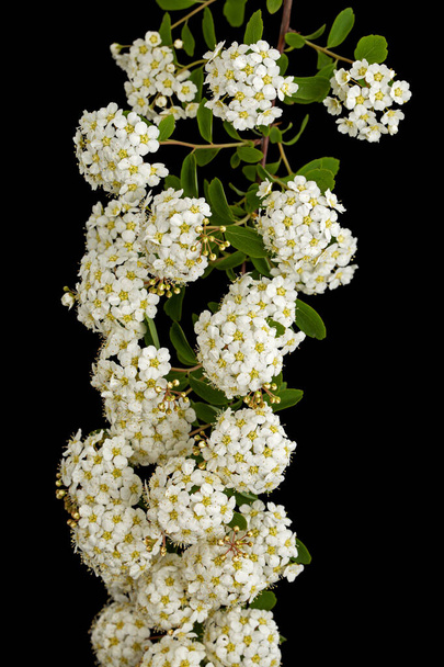 Valkoiset kukat Spirea aguta tai morsiamet seppele, eristetty mustalla taustalla - Valokuva, kuva