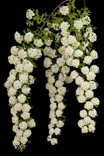 White flowers of Spirea aguta or Brides wreath, isolated on black background - Photo, Image