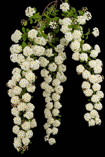 Fleurs blanches de la couronne Spirea aguta ou Brides, isolées sur fond noir - Photo, image