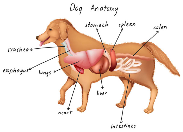 Anatomy of a dog illustration - Vector, Image