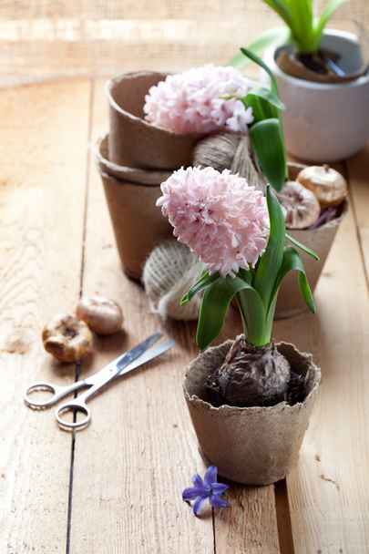 Hyacinth flowers in compostable pots, flower bulbs and gardening - Foto, Imagem