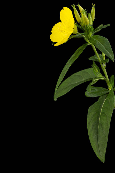 Flower of yellow Evening Primrose, lat. Oenothera, isolated on black background - Photo, Image