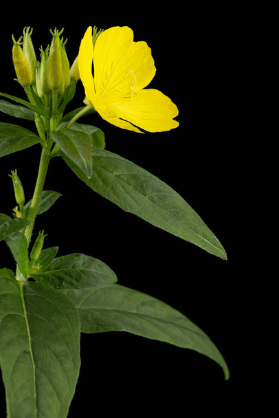 Flower of yellow Evening Primrose, lat. Oenothera, isolated on black background - Photo, Image
