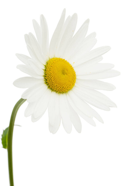 Beyaz papatya çiçeği, latte. Matrikaria, beyaz arkaplanda izole - Fotoğraf, Görsel