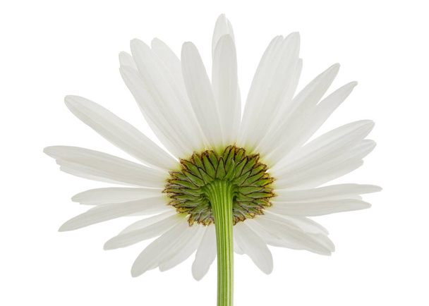 Белый цветок ромашки, лат. Матрикария, изолированная на белом фоне - Фото, изображение