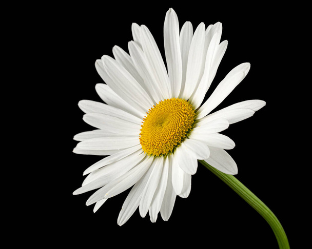 Λευκό λουλούδι χαμομηλιού, Λατ. Matricaria, απομονωμένη σε μαύρο φόντο - Φωτογραφία, εικόνα