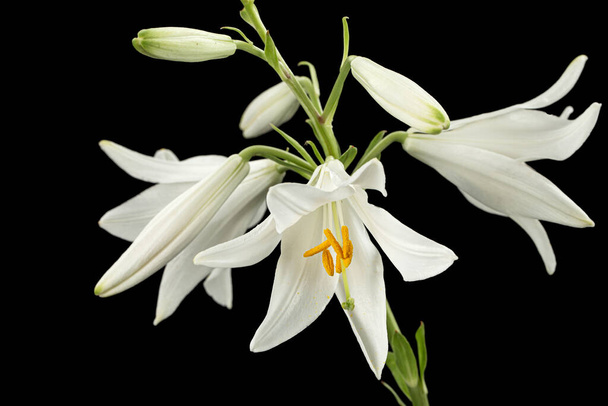 White flower of lily, isolated on black background - Photo, Image