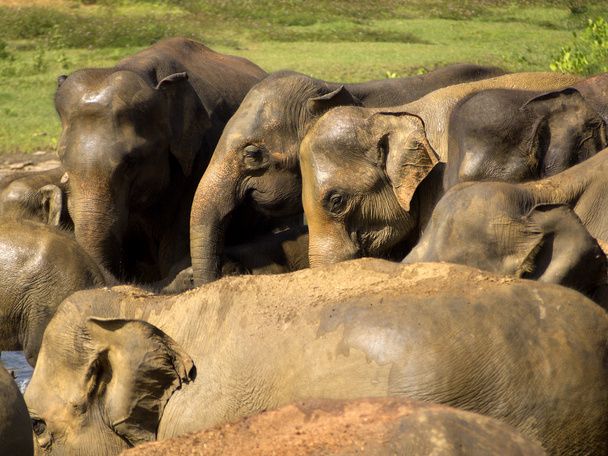 Elefantenbaden im Waisenhaus - Foto, Bild