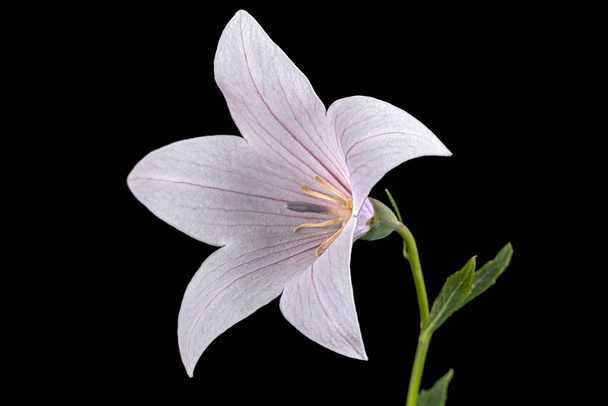 Pink flower of Platycodon grandiflorus or bellflowers, isolated on black background - Photo, Image