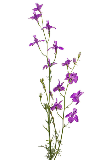 Violet flower of wild delphinium, larkspur flower, isolated on white background - Фото, зображення