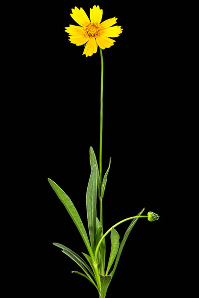 Fiori gialli di coreopsis (Coreopsis lanceolata), isolati su fondo nero - Foto, immagini