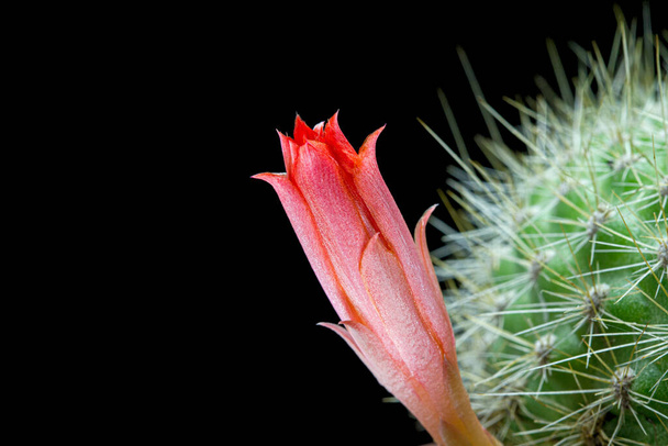 Red cactus flower, isolated on black background - Foto, Imagem