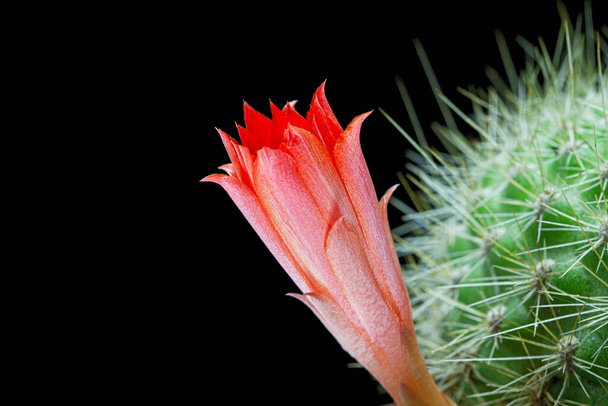 Red cactus flower, isolated on black background - Foto, Imagem