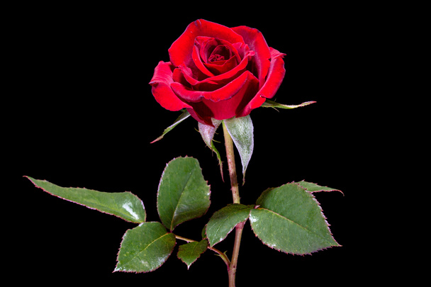 Flor roja de rosa, aislada sobre fondo negro - Foto, imagen