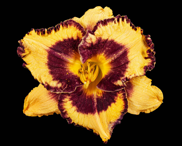 Amarelo-borgonha flor, lat.Hemerocallis, isolado sobre fundo preto - Foto, Imagem