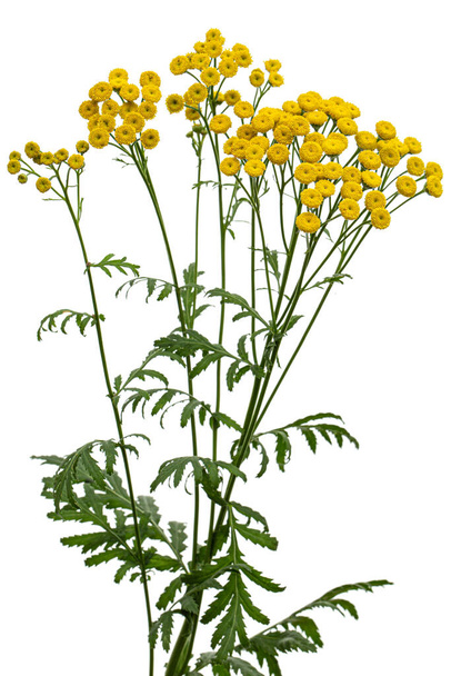 Fleurs la plante médicinale de la tanaisie, lat. Tanacetum vulgare, isolé sur fond blanc - Photo, image