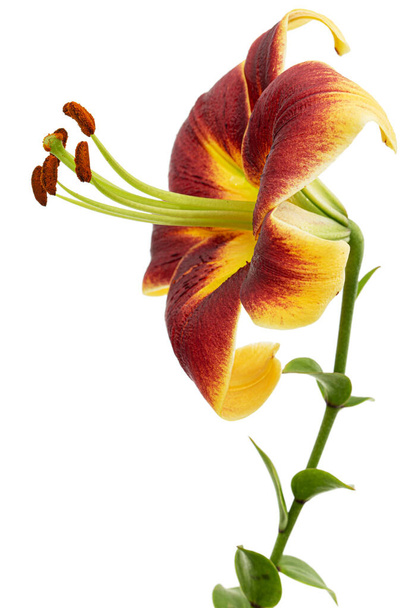 Burgundy-yellow flower of lily, isolated on white background - Photo, Image